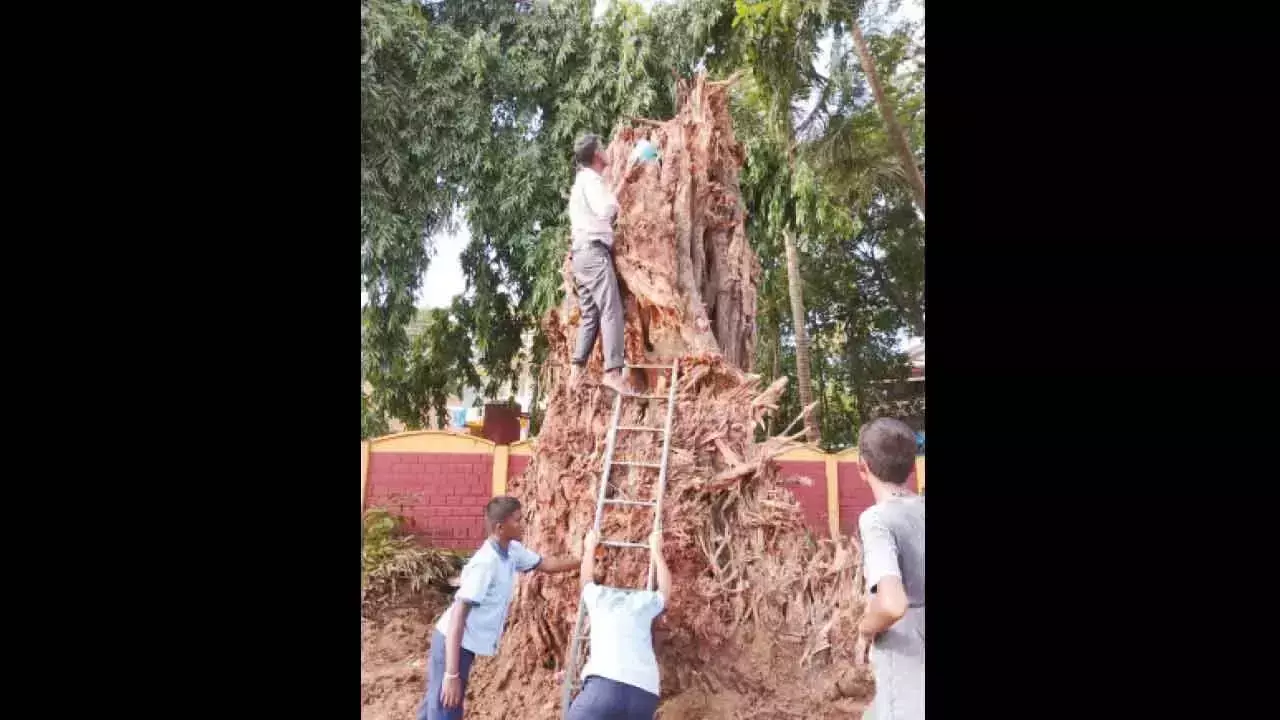 Karnataka: सड़क विस्तार कार्य के बीच 250 साल पुराना बरगद का पेड़ हटाया गया Karnataka: सड़क विस्तार कार्य के बीच 250 साल पुराना बरगद का पेड़ हटाया गया
