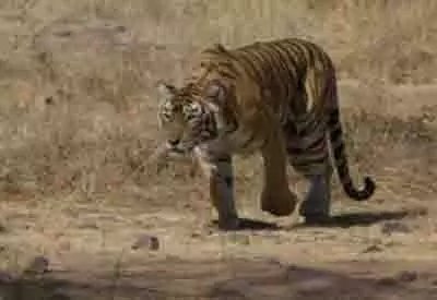 MP: बांधवगढ़ टाइगर रिजर्व में बाघिन ने महिला को मार डाला MP: बांधवगढ़ टाइगर रिजर्व में बाघिन ने महिला को मार डाला