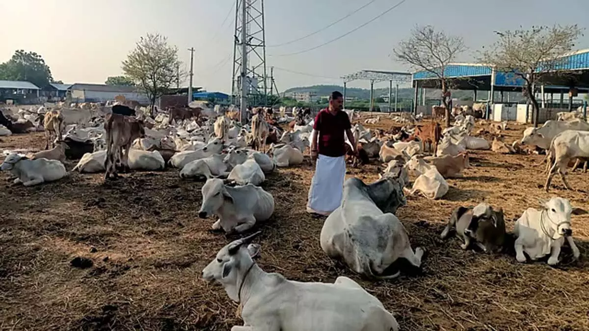 वेमुलावाड़ा के पशुशाला में देखभाल तेज वेमुलावाड़ा के पशुशाला में देखभाल तेज