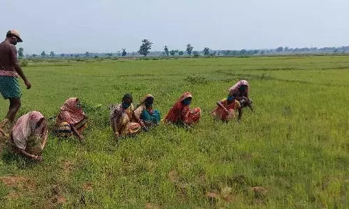 AP: निजामाबाद-कामारेड्डी के किसान खरीफ कृषि कार्यों के लिए तैयार AP: निजामाबाद-कामारेड्डी के किसान खरीफ कृषि कार्यों के लिए तैयार