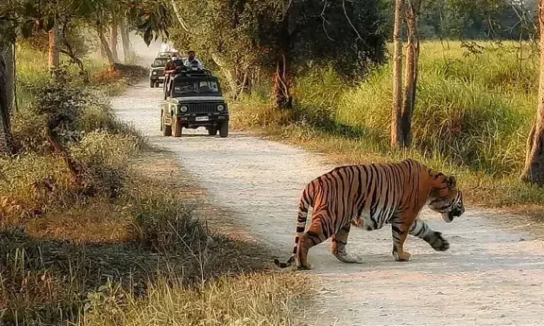 Assam में बाघों की बढ़ती मौतें: दोषपूर्ण वन्यजीव प्रबंधन के लिए एक चेतावनी