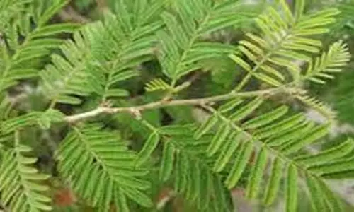 Benefits Of Shami Plant: घर में शमी का पौधा लगाने के धार्मिक और आध्यात्मिक लाभ