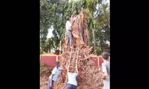 Karnataka: सड़क विस्तार कार्य के बीच 250 साल पुराना बरगद का पेड़ हटाया गया Karnataka: सड़क विस्तार कार्य के बीच 250 साल पुराना बरगद का पेड़ हटाया गया