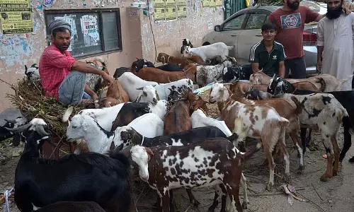 ईद से पहले जामा मस्जिद की बकरा मंडी में उत्सव का उत्साह ईद से पहले जामा मस्जिद की बकरा मंडी में उत्सव का उत्साह