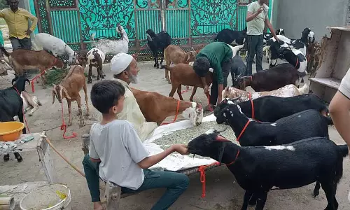 पशुओं के अवैध वध के खिलाफ परामर्श जारी