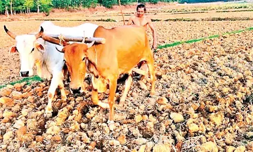 Odisha : खरीफ की खेती की अच्छी शुरुआत Odisha : खरीफ की खेती की अच्छी शुरुआत