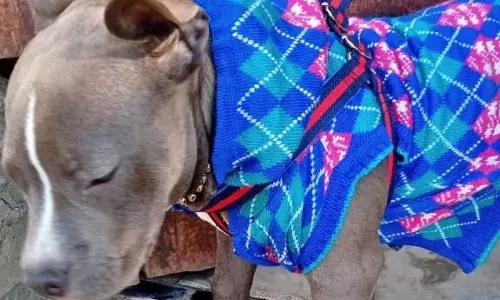 नहीं देखी होगी वफादारी की ऐसी मिसाल...पालतू डॉगी की बहादुरी ने परिवार की जान बचा ली