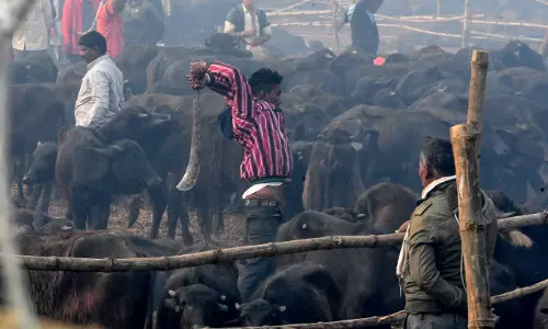 Jaipur: बरसात के मौसम में पशुओं की सुरक्षा के व्यापक प्रबंध किये जाय Jaipur: बरसात के मौसम में पशुओं की सुरक्षा के व्यापक प्रबंध किये जाय
