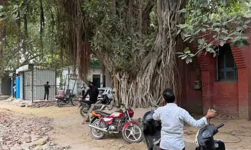 Punjab: समाना में तहसील कार्यालय परियोजना के लिए विरासती बरगद के पेड़ों को काटा गया Punjab: समाना में तहसील कार्यालय परियोजना के लिए विरासती बरगद के पेड़ों को काटा गया