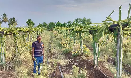 Guledagudda : ड्रैगन को सूखने से बचाने के विभिन्न उपाय Guledagudda : ड्रैगन को सूखने से बचाने के विभिन्न उपाय