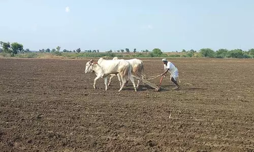कमजोर मानसून: बुवाई को झटका कमजोर मानसून: बुवाई को झटका