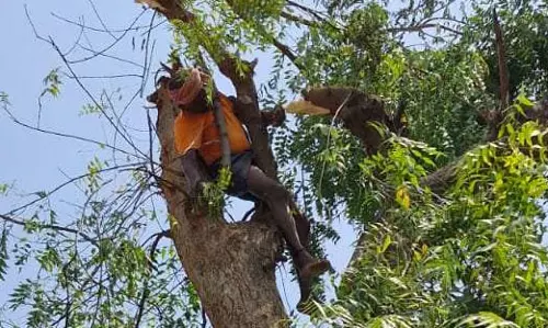 नीम पेड़ की कटाई के दौरान बुजुर्ग की मौत, करंट की चपेट में आया