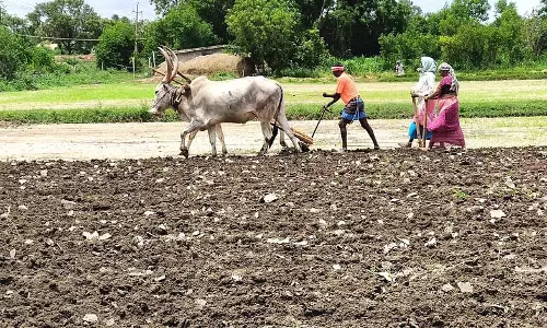 हगरीबोम्मनहल्ली अच्छी बारिश: किसान बुवाई के लिए तैयार हगरीबोम्मनहल्ली अच्छी बारिश: किसान बुवाई के लिए तैयार