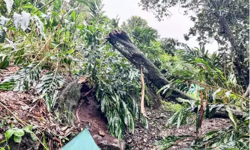 Kerala ; जिले में 200 हेक्टेयर इलायची की खेती नष्ट Kerala ; जिले में 200 हेक्टेयर इलायची की खेती नष्ट