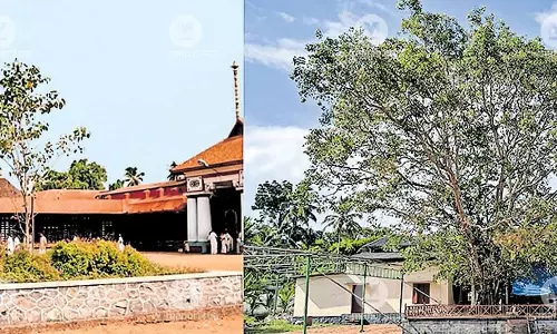 Kerala के व्यक्ति ने पीपल के पेड़ की 21 वर्षों की यात्रा का दस्तावेजीकरण किया Kerala के व्यक्ति ने पीपल के पेड़ की 21 वर्षों की यात्रा का दस्तावेजीकरण किया