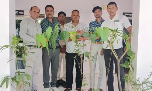 Tonk: दूल्हे ने शादी को बनाया पर्यावरण मित्र, मेहमानों को भेंट किए पौधे Tonk: दूल्हे ने शादी को बनाया पर्यावरण मित्र, मेहमानों को भेंट किए पौधे
