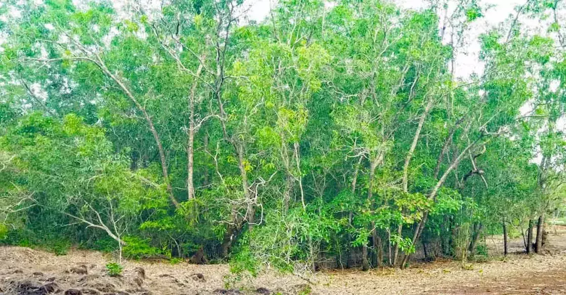 Kerala :  विश्व पर्यावरण दिवस पर वन विभाग ने पेड़ों की कटाई तेज़ कर दी