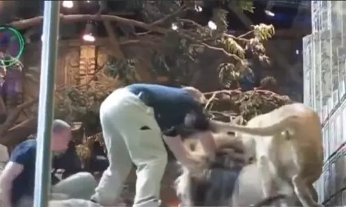 Viral video: चिड़ियाघर में शेर ने रखवाले पर किया हमला, घूरने पर भड़का Viral video: चिड़ियाघर में शेर ने रखवाले पर किया हमला, घूरने पर भड़का