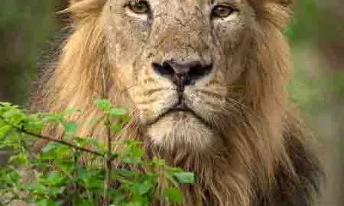 Gir के संरक्षित क्षेत्र में घुसपैठ के लिए पांच पर जुर्माना Gir के संरक्षित क्षेत्र में घुसपैठ के लिए पांच पर जुर्माना