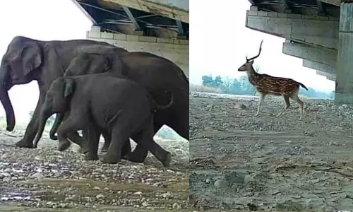 अंडरपास से गुजरे हिरण और हाथी, कैमरे में कैद
