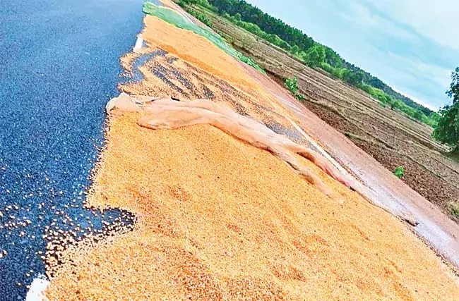Odisha : बेमौसम बारिश मक्का किसानों के लिए परेशानी Odisha : बेमौसम बारिश मक्का किसानों के लिए परेशानी