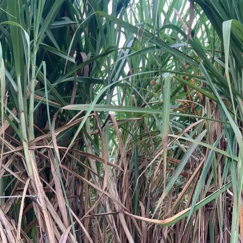 Moradabad: गन्ने में लगने वाले लाल सड़न, कन्डुआ आदि रोगों पर प्रभावी नियंत्रण के लिए एडवाइजरी जारी Moradabad: गन्ने में लगने वाले लाल सड़न, कन्डुआ आदि रोगों पर प्रभावी नियंत्रण के लिए एडवाइजरी जारी