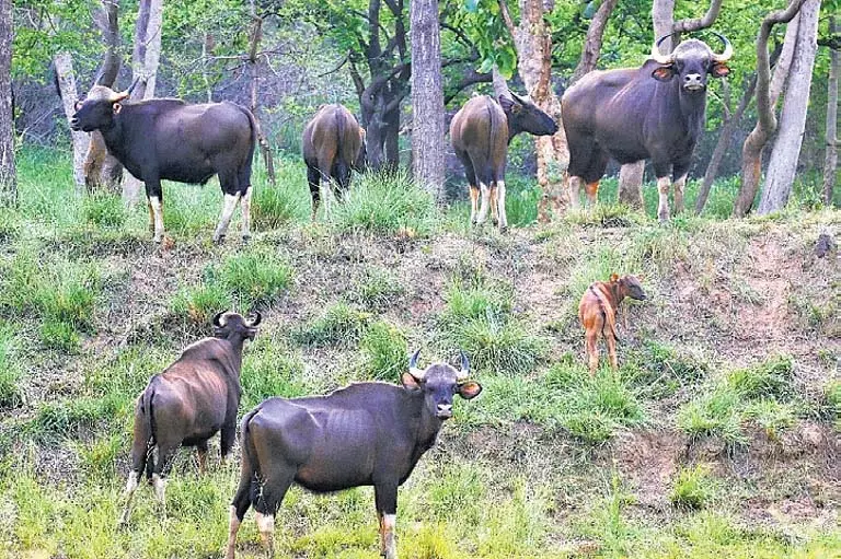 Debrigarh अभयारण्य में गौर की आबादी छह महीने में 659 से बढ़कर 788 हुई Debrigarh अभयारण्य में गौर की आबादी छह महीने में 659 से बढ़कर 788 हुई