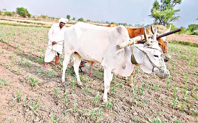 Andhra : 20वें-पीएम किसान पर अन्नदाता सुखीभव: Andhra : 20वें-पीएम किसान पर अन्नदाता सुखीभव: