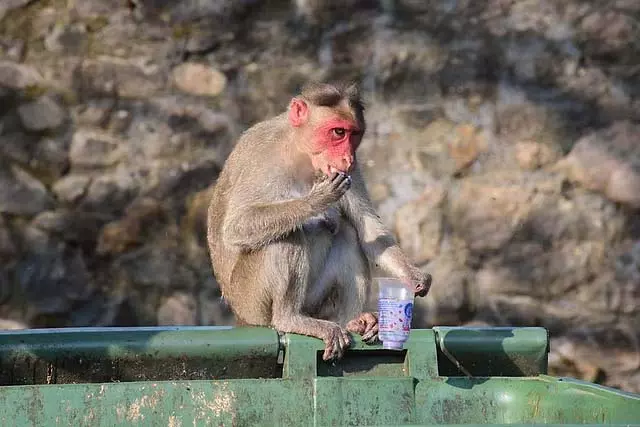 UP : बंदर ने श्रद्धालु का 20 लाख रुपये के आभूषणों से भरा बैग छीने UP : बंदर ने श्रद्धालु का 20 लाख रुपये के आभूषणों से भरा बैग छीने