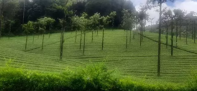 सबरीमाला हवाई अड्डा: सर्वेक्षण कार्य सोमवार से शुरू सबरीमाला हवाई अड्डा: सर्वेक्षण कार्य सोमवार से शुरू