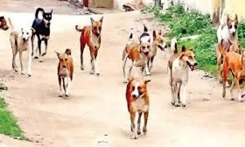 Up News: आवारा कुत्तों के झुंड ने 5 साल की मासूम पर हमला,मौत