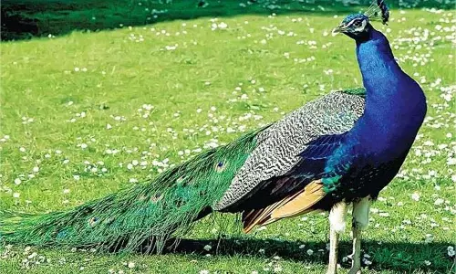 Chhatarpur: राष्ट्रीय पक्षी मोर की संदिग्ध मौत, शव मिलने से हंगामा