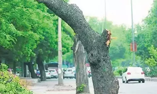 दिल्ली सरकार ने पेड़ों की आपात छंटाई और रखरखाव के लिए एसओपी जारी की