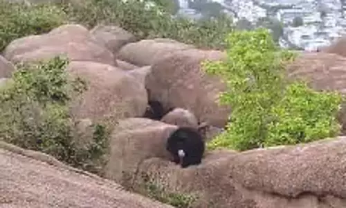 बस्ती में घुसे भालू को खदेड़ा गया, लोगों ने राहत की सांस ली