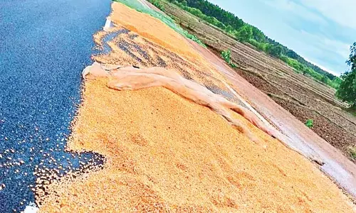 Odisha : बेमौसम बारिश मक्का किसानों के लिए परेशानी Odisha : बेमौसम बारिश मक्का किसानों के लिए परेशानी