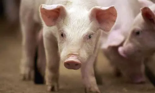 Editor: कीव में पिगलेट कैफे अपने ग्राहकों के भावनात्मक संकट को शांत करता है