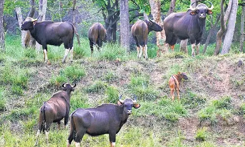 Debrigarh अभयारण्य में गौर की आबादी छह महीने में 659 से बढ़कर 788 हुई