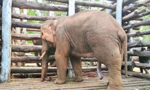 दहशत फैलाने के बाद elephant  हाथी को पकड़ा गया