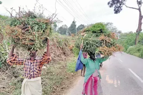 Kerala :  दर्द निवारण के लिए कुरुन्थोट्टी अर्क को पेटेंट मिला
