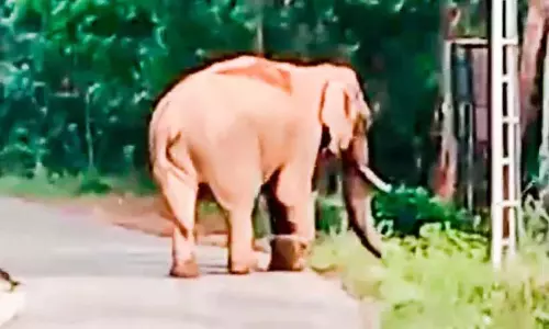 Kerala : कंथल्लूर में आवासीय क्षेत्रों से जंगली हाथियों को भगाने के प्रयास