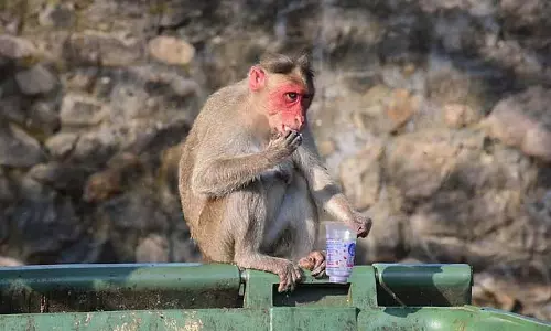 UP : बंदर ने श्रद्धालु का 20 लाख रुपये के आभूषणों से भरा बैग छीने UP : बंदर ने श्रद्धालु का 20 लाख रुपये के आभूषणों से भरा बैग छीने