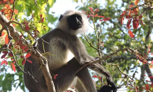 Mathura : हैरान कर देने वाली घटना: बंदर ने हीरा व्यापारी से छीना बैग