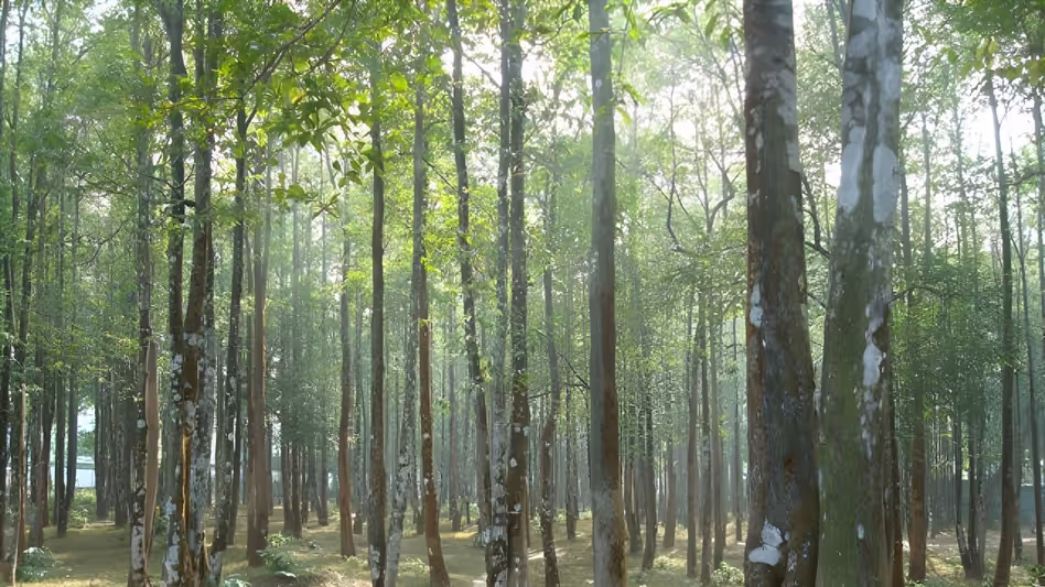 विश्व बैंक द्वारा अवसरों की खोज के बीच Tripura के अगरवुड उद्योग की समीक्षा की जा रही