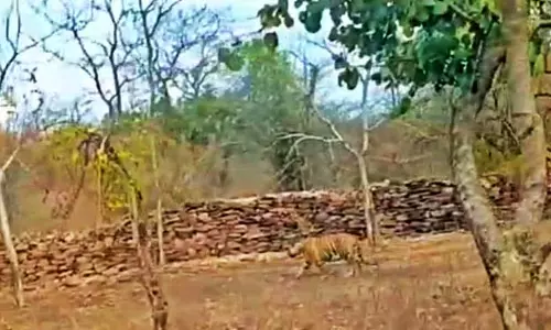 बाघ देखे जाने की खबर से कैमूर में हलचल, तलाश में जुटा वन विभाग बाघ देखे जाने की खबर से कैमूर में हलचल, तलाश में जुटा वन विभाग