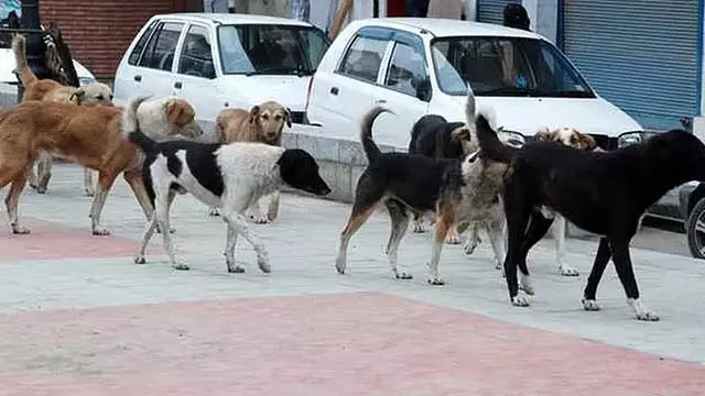 MP : कुत्ते ने नवजात बच्चे को पहुंचाया अस्पताल MP : कुत्ते ने नवजात बच्चे को पहुंचाया अस्पताल