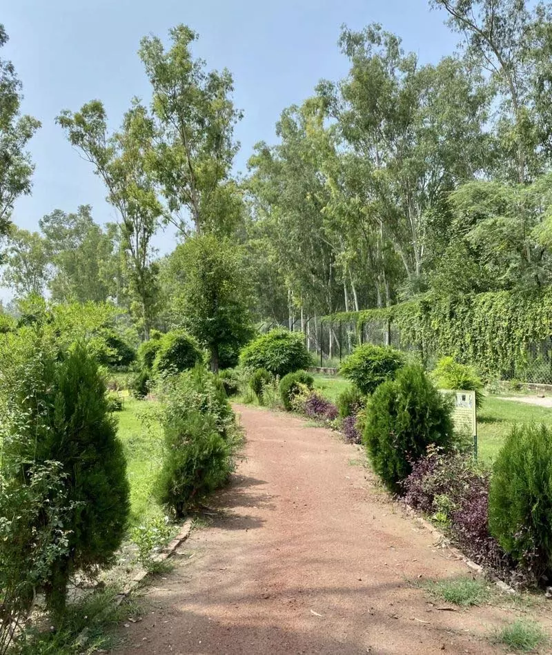 मुख्य सचिव को 6 महीने में शहरी वृक्ष संरक्षण कानून लागू करने का निर्देश मुख्य सचिव को 6 महीने में शहरी वृक्ष संरक्षण कानून लागू करने का निर्देश