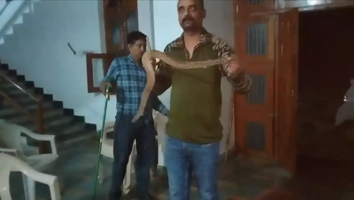 Sidhi में मिला दुर्लभ सांप, वन विभाग की टीम ने किया रेस्क्यू Sidhi में मिला दुर्लभ सांप, वन विभाग की टीम ने किया रेस्क्यू