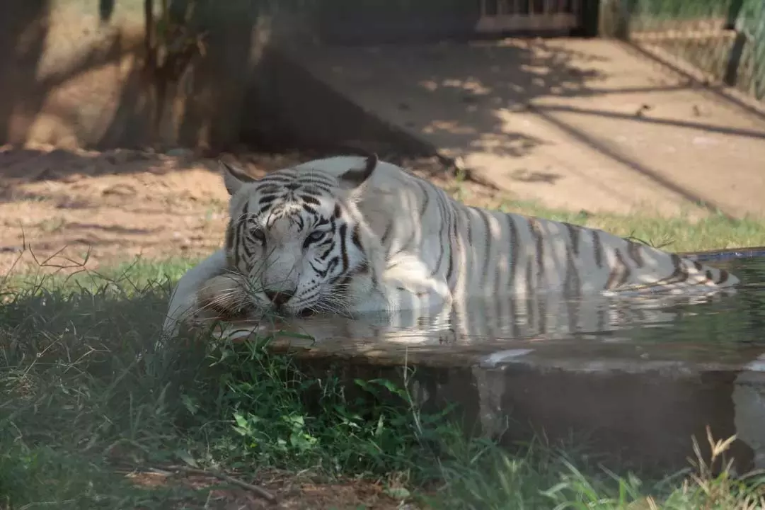 Odisha : नंदनकानन चिड़ियाघर में दो बाघ शावकों का जन्म हुआ Odisha : नंदनकानन चिड़ियाघर में दो बाघ शावकों का जन्म हुआ