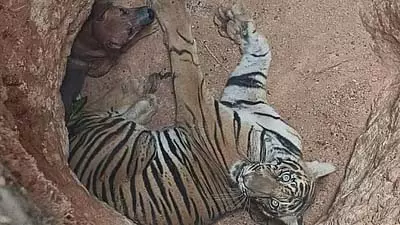 केरल-तमिलनाडु सीमा के पास गड्ढे में फंसे बाघ और कुत्ते, बचाव कार्य जारी केरल-तमिलनाडु सीमा के पास गड्ढे में फंसे बाघ और कुत्ते, बचाव कार्य जारी