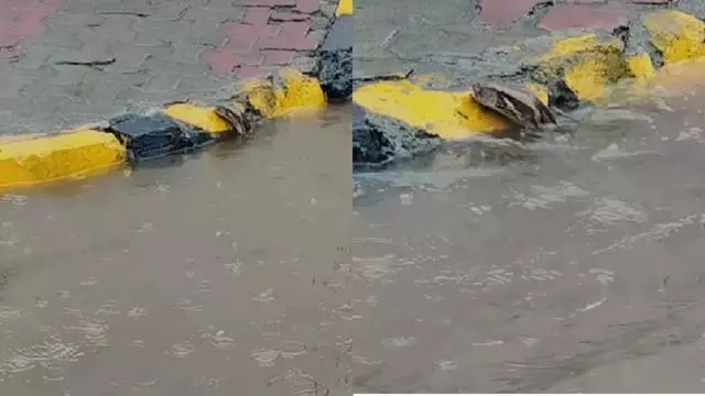नवी मुंबई में बारिश के बाद डरावनी तस्वीर – बाढ़ के पानी में दिखा अजगर नवी मुंबई में बारिश के बाद डरावनी तस्वीर – बाढ़ के पानी में दिखा अजगर